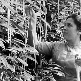 1° aprile tra scherzi e pesci di carta. Storia di un giorno di burle