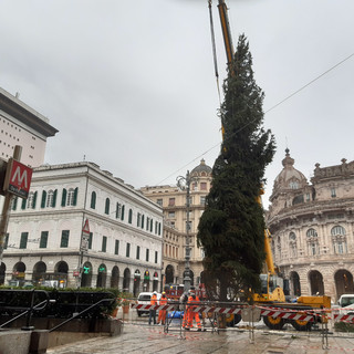 In piazza De Ferrari l'albero donato dalla Regione Lombardia