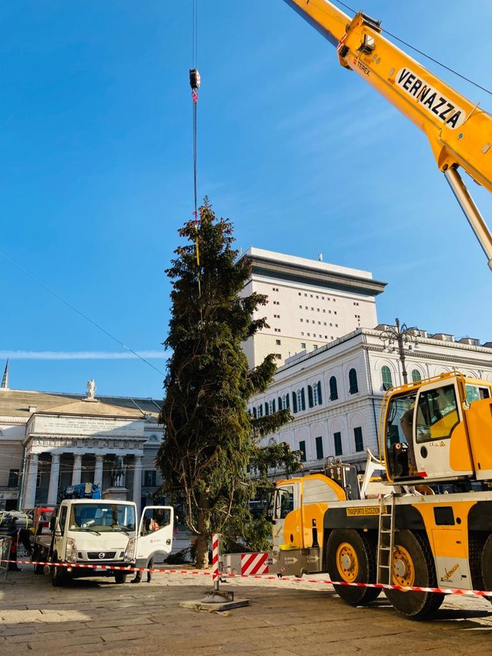 E' arrivato in piazza De Ferrari l’albero di Natale offerto dal parco naturale regionale dell’Aveto (FOTO)