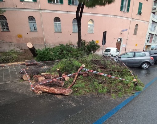 Carignano, Aster avvia una valutazione su tutti i pini di corso Podestà per capirne lo stato di salute
