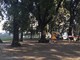 Piano del Verde, Legambiente chiede chiarimenti al Comune: &quot;Basta abbattere alberi senza un programma&quot;