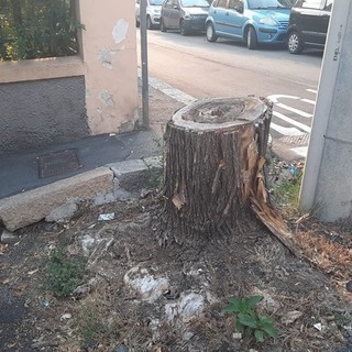 Pegli, petizione per gli alberi e il decoro di via Vespucci