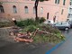 Carignano, Aster avvia una valutazione su tutti i pini di corso Podestà per capirne lo stato di salute