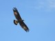 Torna l'Eurobirdwatching nel Parco del Beigua, il 4 ottobre dalle 10 alle 17