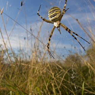 Aracni-day nel Beigua: non la solita Pasquetta