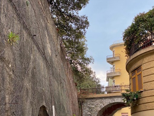 Pegli, gli alberi di Villa Pallavicini saranno potati dal Comune entro fine aprile (FOTO) Pegli, gli alberi di Villa Pallavicini saranno potati dal Comune entro fine aprile (FOTO)