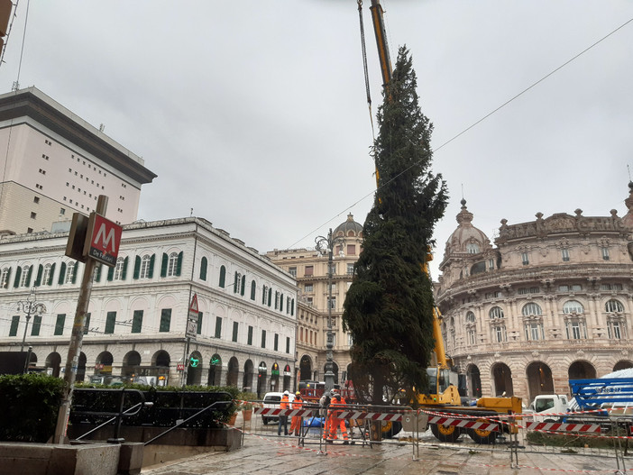 In piazza De Ferrari l'albero donato dalla Regione Lombardia In piazza De Ferrari l'albero donato dalla Regione Lombardia