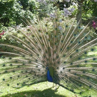 Birdwatching in Villa con il Parco del Beigua