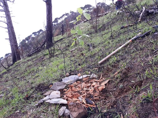 Alcuni alberelli sono sopravvissuti all’incendio sul Monte Moro: si riparte da quelli Alcuni alberelli sono sopravvissuti all’incendio sul Monte Moro: si riparte da quelli