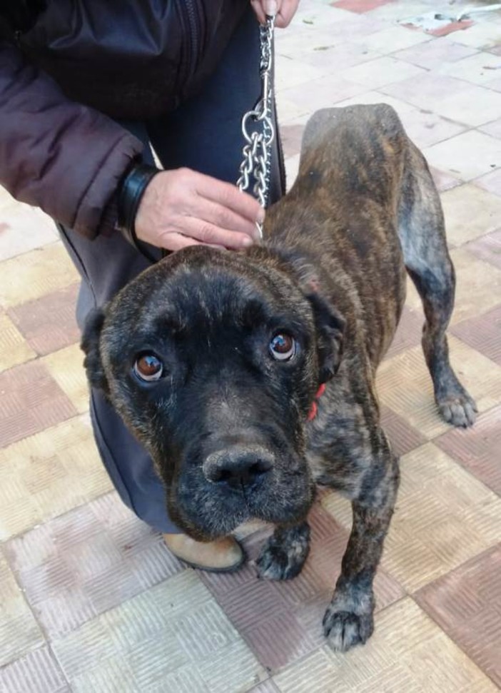 Appello per salvare Arturo: "Ha bisogno di cure"