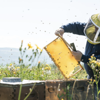 Regione: al via in Liguria sperimentazione di nuove tecniche per difendere le api e la biodiversità dalla vespa velutina