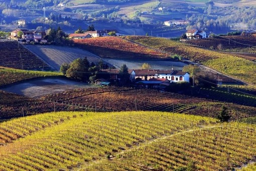 Vuoi organizzare una visita con degustazione in cantina? L’azienda agricola Ivaldi riapre le porte ai visitatori Vuoi organizzare una visita con degustazione in cantina? L’azienda agricola Ivaldi riapre le porte ai visitatori