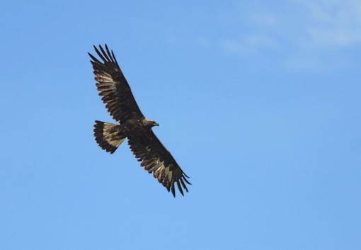 Torna l'Eurobirdwatching nel Parco del Beigua, il 4 ottobre dalle 10 alle 17