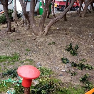 Gli amici a quattro zampe cercano uno spazio a Nervi