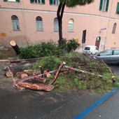 Carignano, Aster avvia una valutazione su tutti i pini di corso Podestà per capirne lo stato di salute