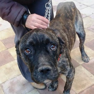 Appello per salvare Arturo: "Ha bisogno di cure"