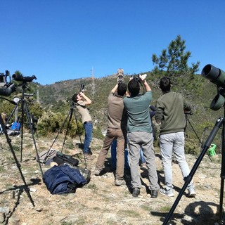 Birdwatching nel Beigua aspettando l'aquila dei serpenti