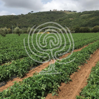 ORTO - perché utilizzare il Biochar BioDea e Distillato di Legno BioDea per il trattamento del terreno? ORTO - perché utilizzare il Biochar BioDea e Distillato di Legno BioDea per il trattamento del terreno?