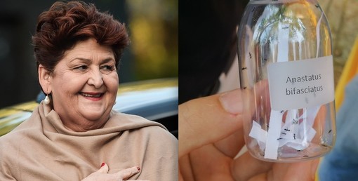 Cimice asiatica: 80 milioni di euro nella Legge di Bilancio 2020 per le aziende danneggiate dall’insetto