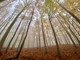 Le sfumature dorate del foliage: trekking nel Beigua Geopark