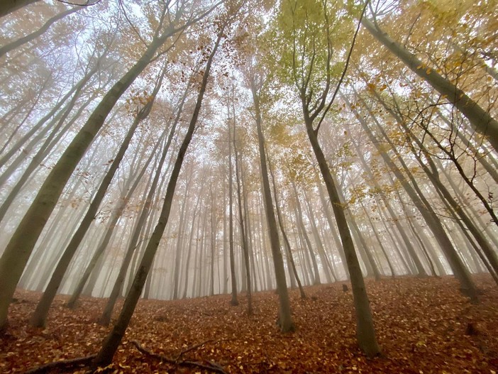Le sfumature dorate del foliage: trekking nel Beigua Geopark