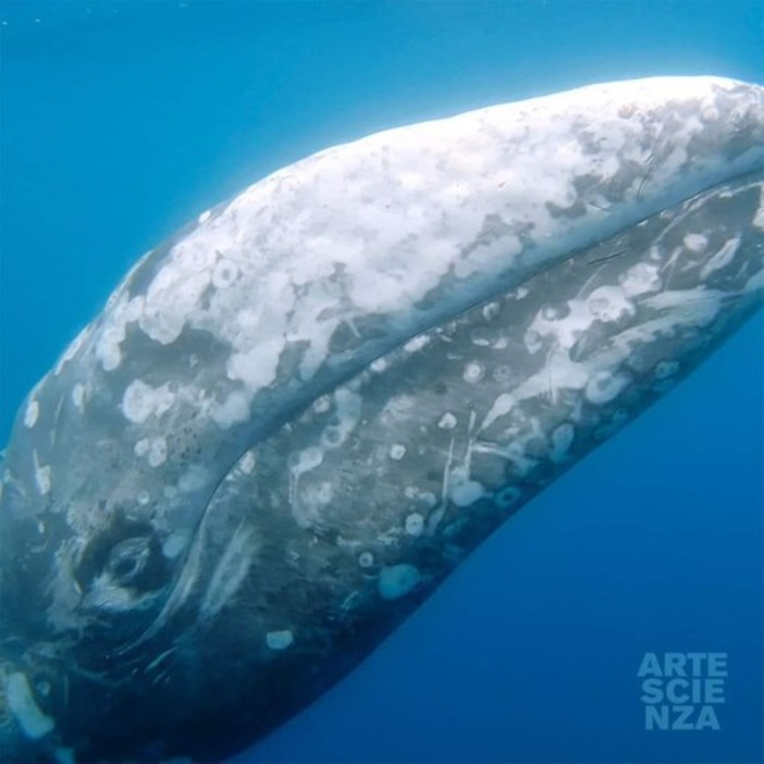Wolly nel mar ligure, la balena grigia avvistata ieri tra Cogoleto e Vado (VIDEO e FOTO)