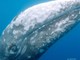 Wolly nel mar ligure, la balena grigia avvistata ieri tra Cogoleto e Vado (VIDEO e FOTO)