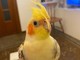 Chi ha visto Bubi? Parte il tamtam sui social per ritrovare un uccellino giallo (FOTO)