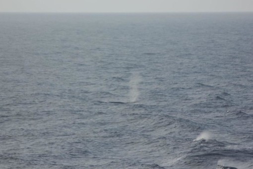 Il caratteristico "zampillo" delle balenottere fotografato durante una delle ultime uscite in mare del 19 e 20 ottobre