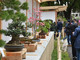 Euroflora, tutti i bonsai in mostra