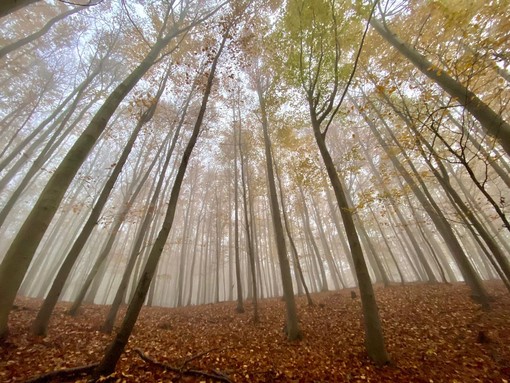 Le sfumature dorate del foliage: trekking nel Beigua Geopark Le sfumature dorate del foliage: trekking nel Beigua Geopark