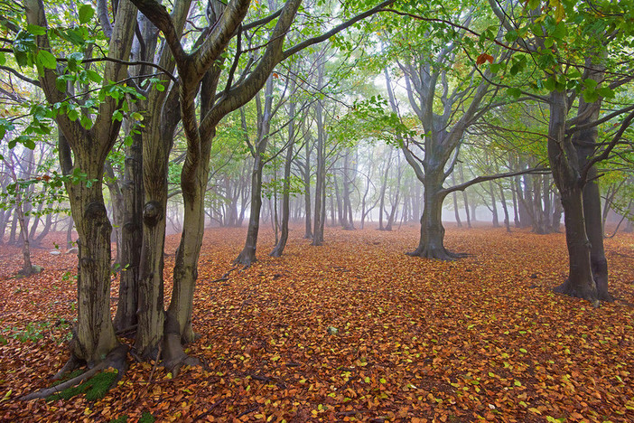 PSR, dalla Regione ok all'apertura del bando da 400 mila euro per le aree agricole e forestali Natura 2000 PSR, dalla Regione ok all'apertura del bando da 400 mila euro per le aree agricole e forestali Natura 2000