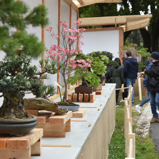 Euroflora, tutti i bonsai in mostra