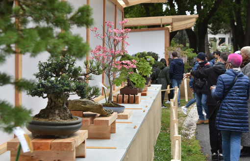 Euroflora, tutti i bonsai in mostra