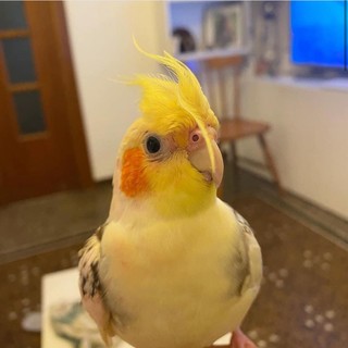Chi ha visto Bubi? Parte il tamtam sui social per ritrovare un uccellino giallo (FOTO)