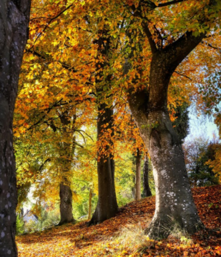 Foreste, la Regione rinnova l'accordo con l'Anfor per il biennio 2027-2028 per tutelare i boschi liguri Foreste, la Regione rinnova l'accordo con l'Anfor per il biennio 2027-2028 per tutelare i boschi liguri