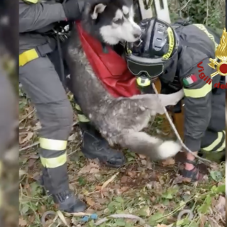 Avventura a lieto fine per Charlie, il cane disperso da cinque giorni