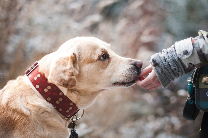 Soccorso cinofilo e pet-therapy: l'incontro con i cani soccorritori Zoe e Lucky