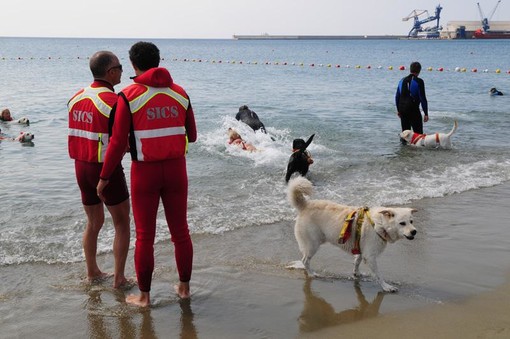 Voltri, i cani da salvataggio in azione sulla spiaggia