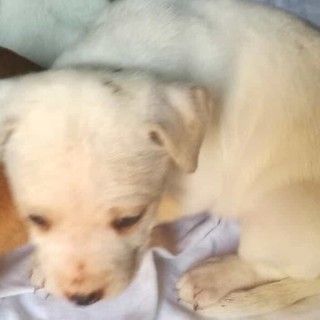 Giovani salvano tre cuccioli abbandonati in una scatola vicino al cimitero di Torbella