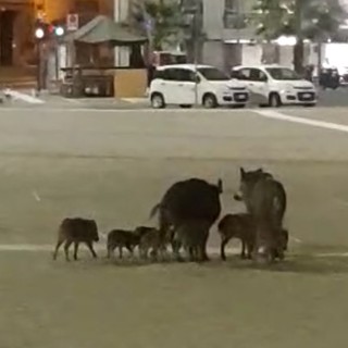 Brignole: un'intera famiglia di cinghiali 'a passeggio' davanti alla stazione (VIDEO)