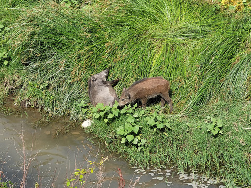I cinghiali nel torrente Sturla sono diventati un’attrazione