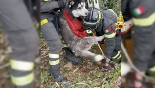 Avventura a lieto fine per Charlie, il cane disperso da cinque giorni