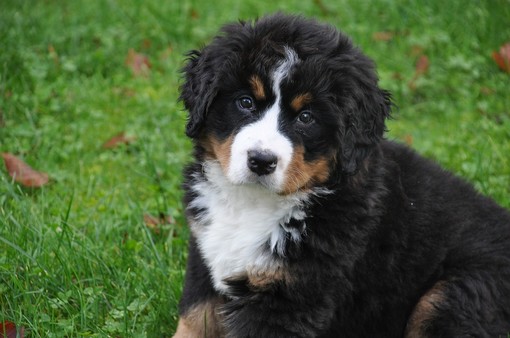 Esempio di cucciolo Bovaro Bernese Esempio di cucciolo Bovaro Bernese