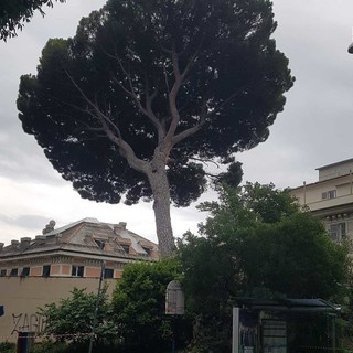 Castelletto, pino di corso Magenta non più in sicurezza: domani la rimozione