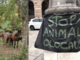 Cavalli selvaggi, la protesta a De Ferrari: “Stop animal Olocausto” Cavalli selvaggi, la protesta a De Ferrari: “Stop animal Olocausto”