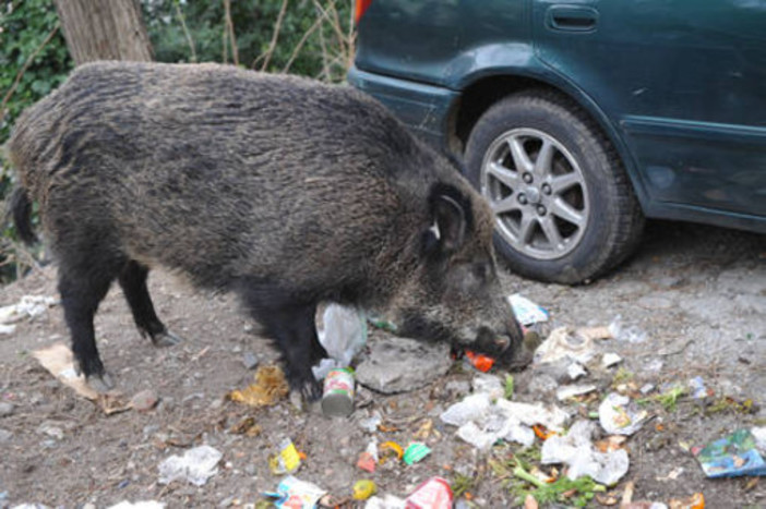 Cinghiale attacca un cane: la padrona di rifugia in un bagno pubblico