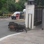 Ospedale San Martino, una famiglia di cinghiali a spasso a ridosso dell'ingresso