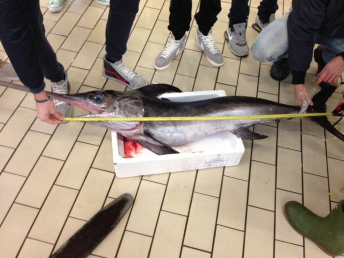 Genova, 2 tonnellate di pesce sequestrato dalla Capitaneria Genova, 2 tonnellate di pesce sequestrato dalla Capitaneria