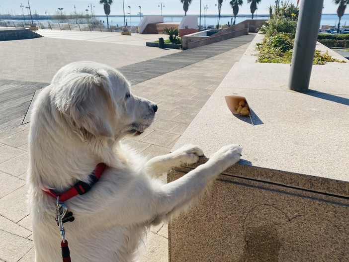 Nuove aree per la sgambatura dei cani, il Comune si dice d’accordo Nuove aree per la sgambatura dei cani, il Comune si dice d’accordo